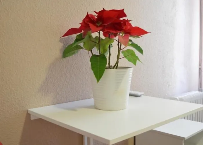 索姆尼欧酒店 招待所 巴塞罗那